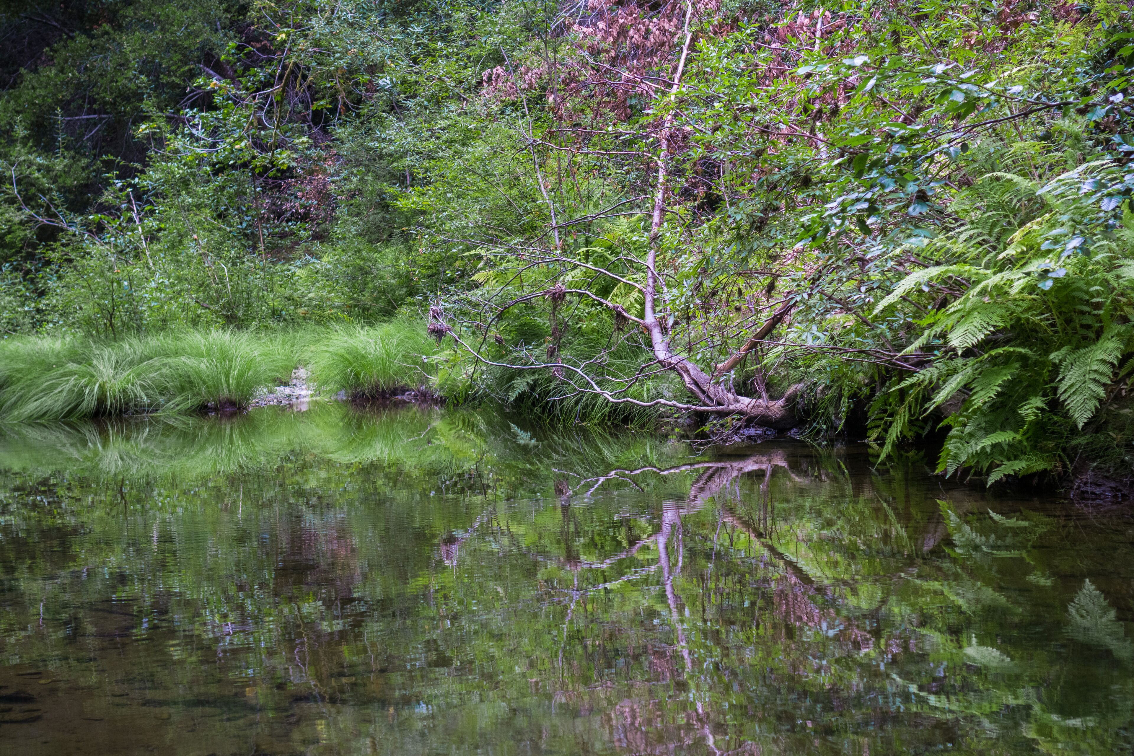 Verdant creek shoreline in Pescadero Creek Park, San Francisco bay area, California