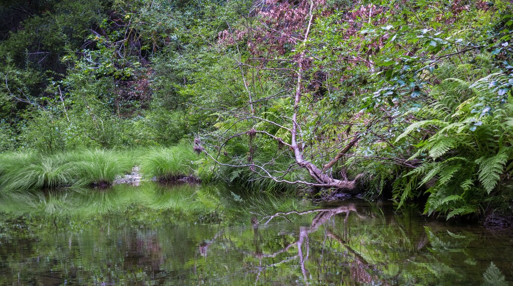 Pescadero Marsh Nature Preserve