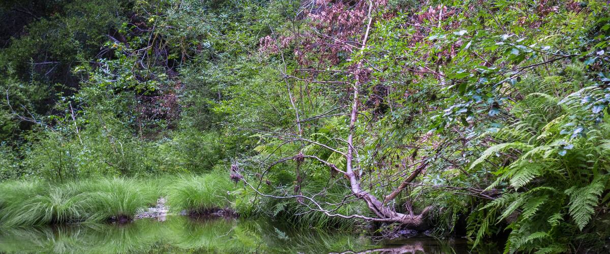 Verdant creek shoreline in Pescadero Creek Park, San Francisco bay area, California