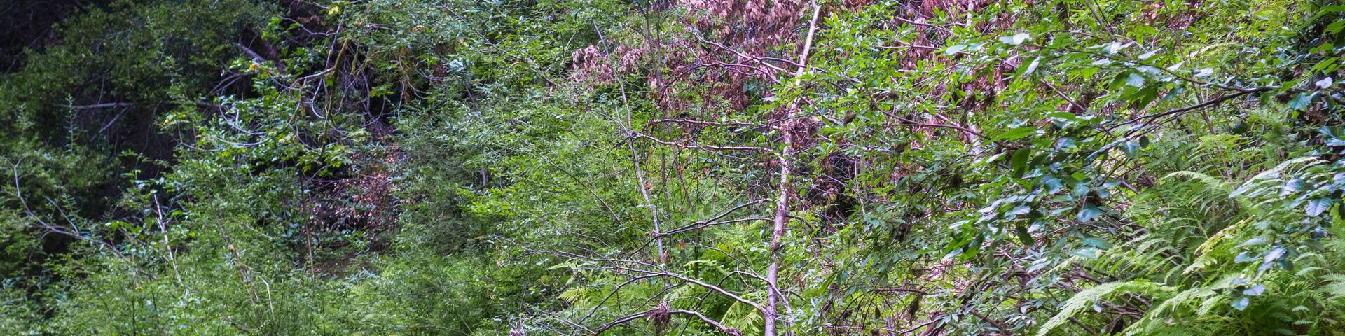 Verdant creek shoreline in Pescadero Creek Park, San Francisco bay area, California