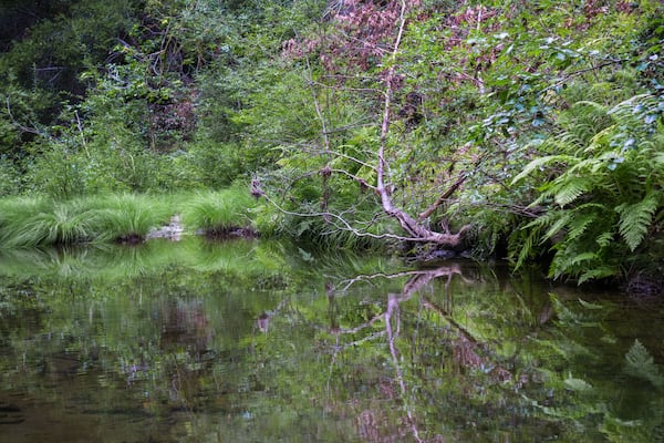 Verdant creek shoreline in Pescadero Creek Park, San Francisco bay area, California