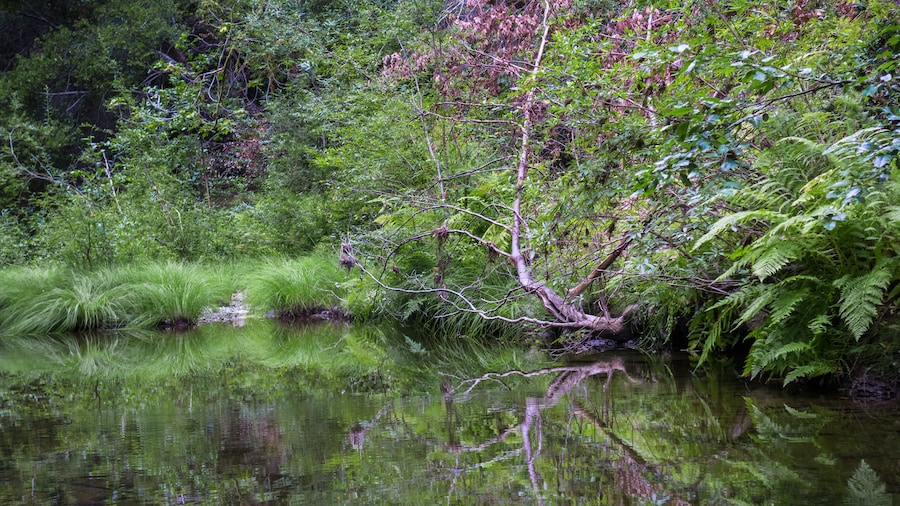 Pescadero Marsh Nature Preserve