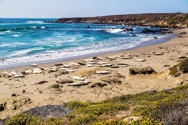 Elephant seals during mating season near San Simeon, California, USA