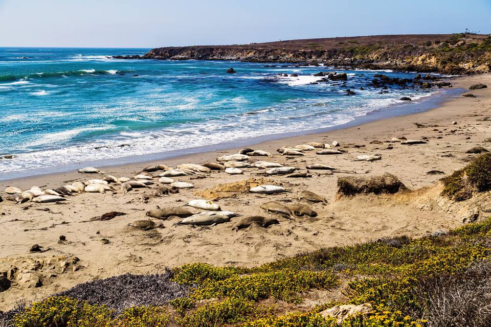 Uma praia com leões-marinhos descansando na areia e falésias rochosas ao fundo.