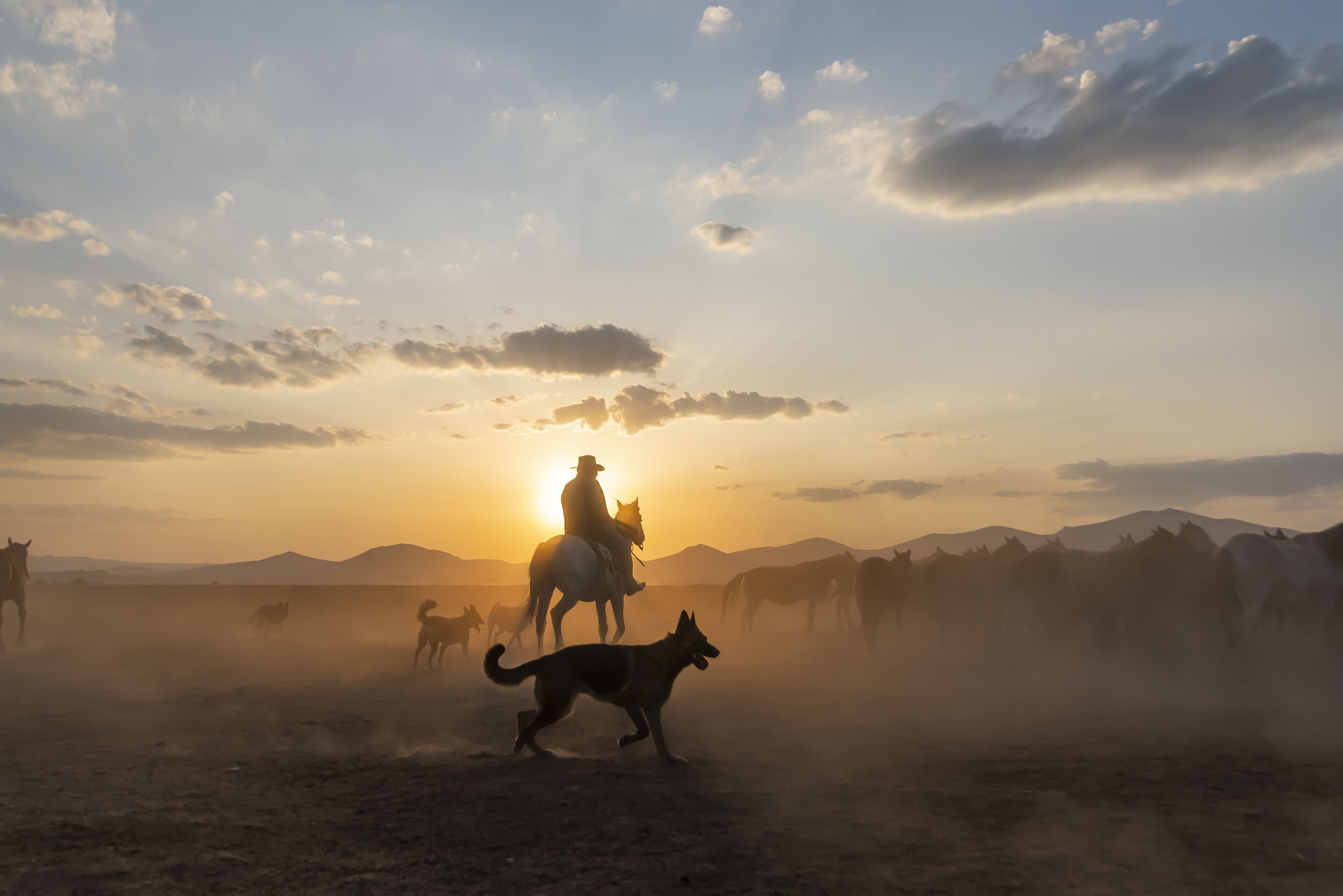 Wild horses run in foggy at sunset. Between Cappadocia and Kayseri, Turkey