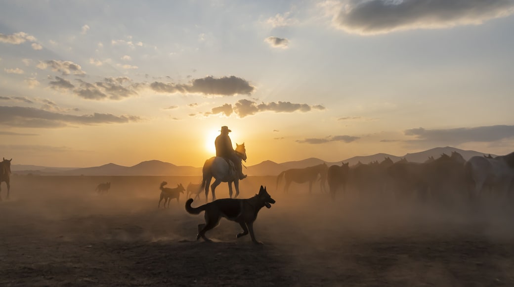 Wild horses run in foggy at sunset. Between Cappadocia and Kayseri, Turkey