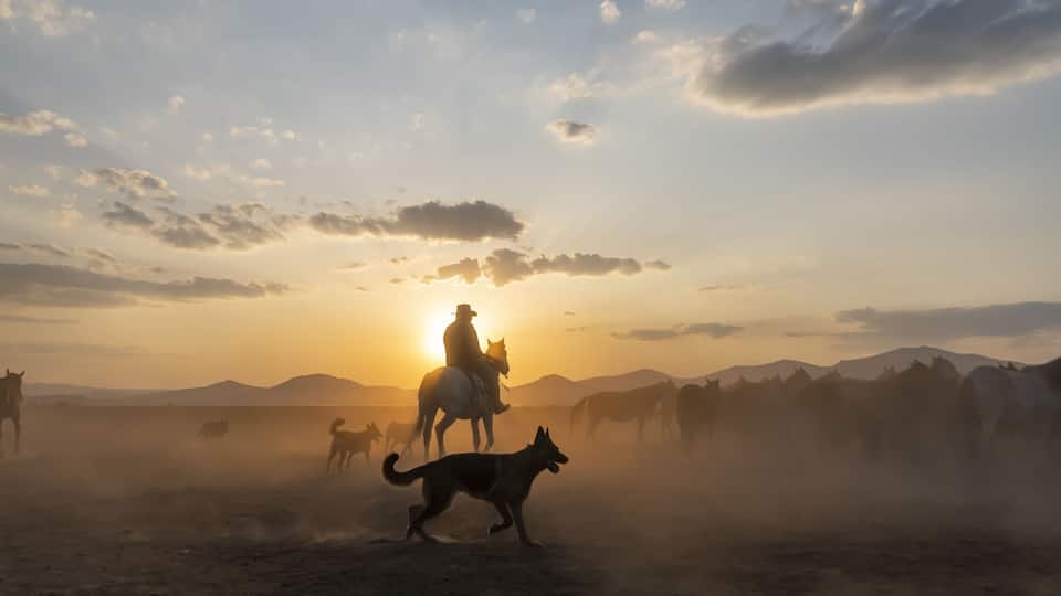 A cowboy on horseback with a dog in a dusty field at sunset.