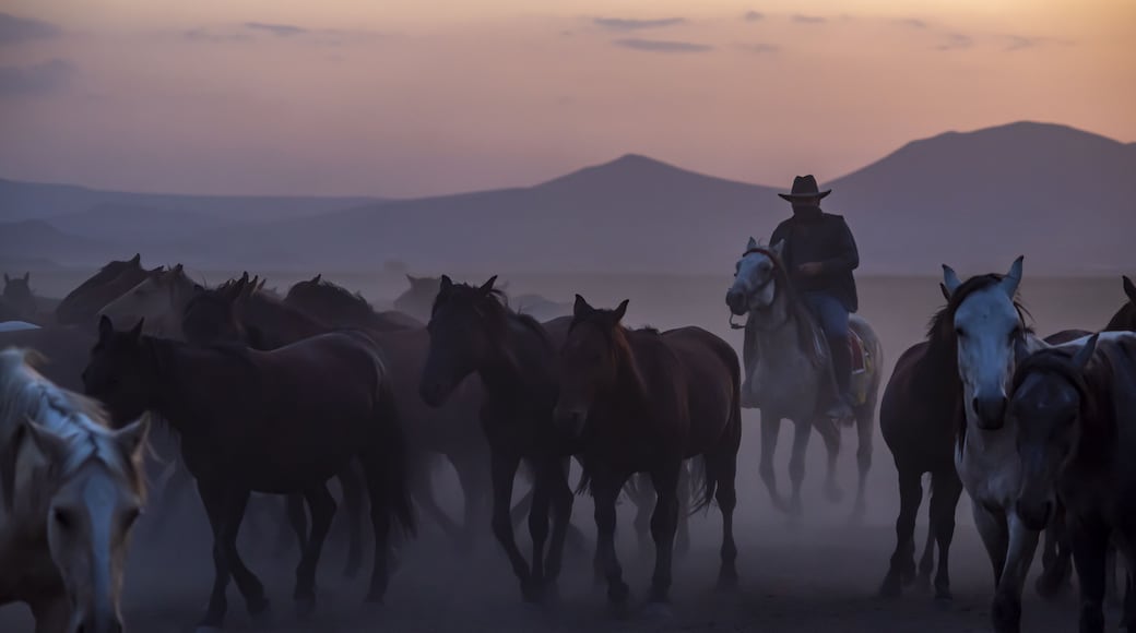 Wild horses run in foggy at sunset. Between Cappadocia and Kayseri, Turkey