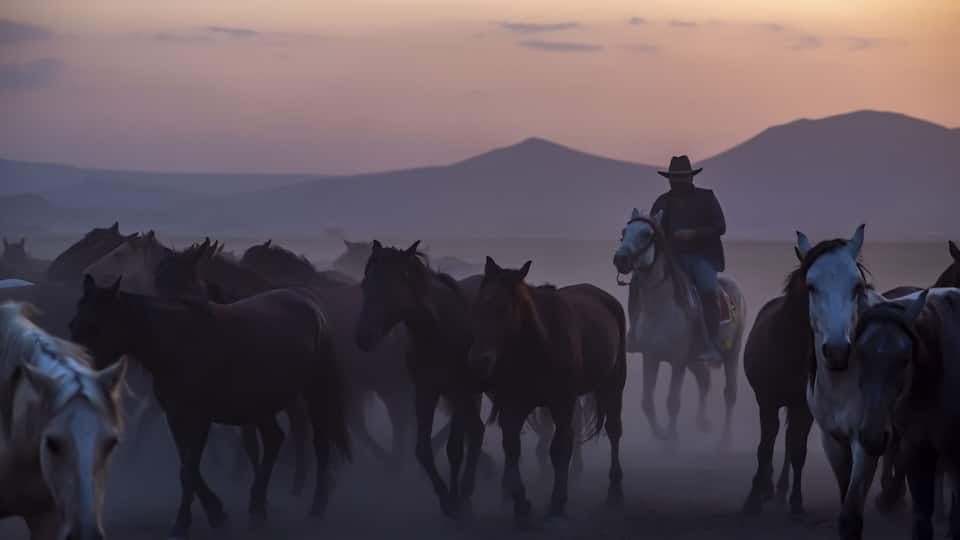 A cowboy riding a horse, surrounded by a herd of horses in a dusty field with mountains in the background.