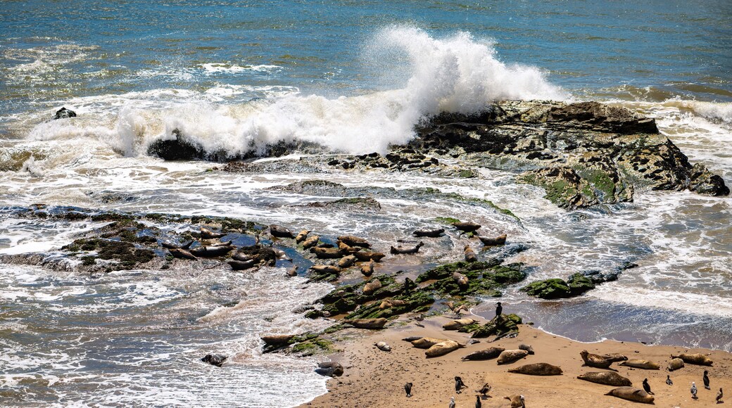 卡平特里亞海豹保護區