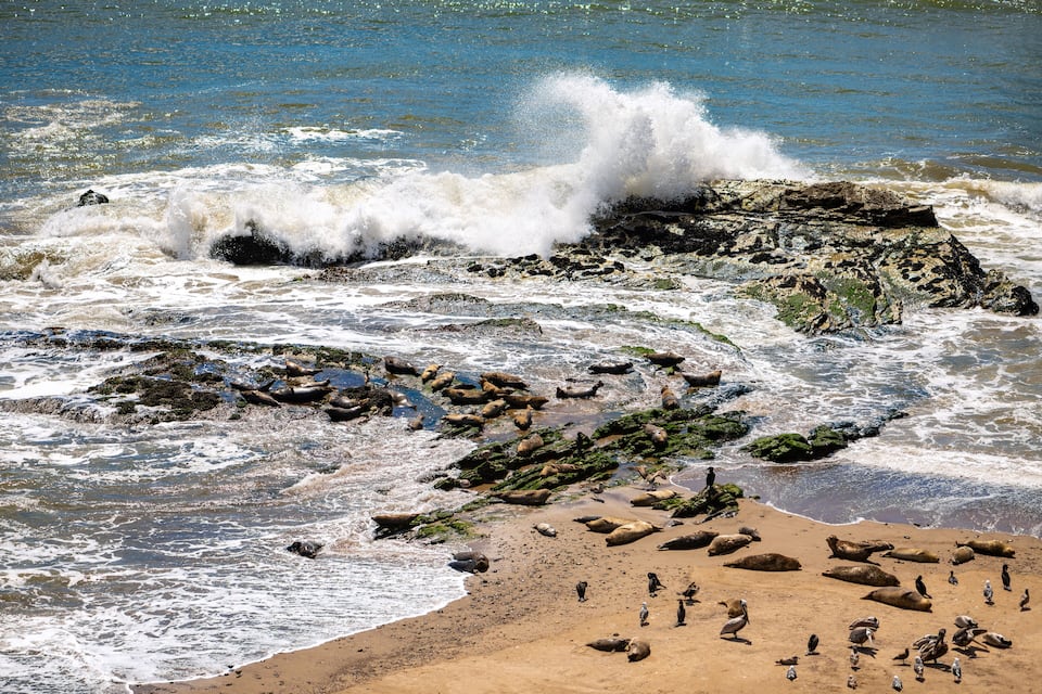 Una costa rocosa con olas rompiendo contra las rocas y una playa de arena, focas y aves.