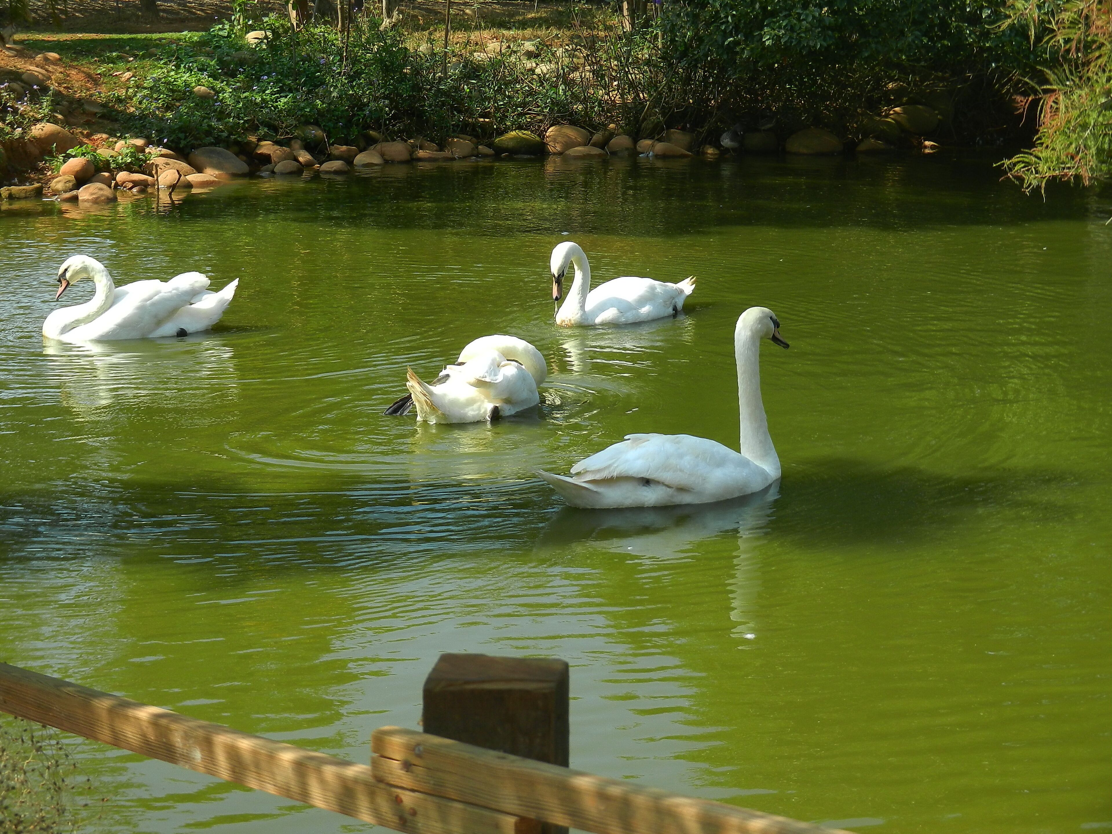 Pegasus Ranch 天馬牧場