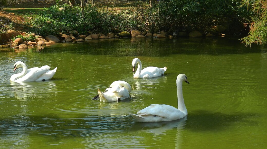 Pegasus Ranch 天馬牧場