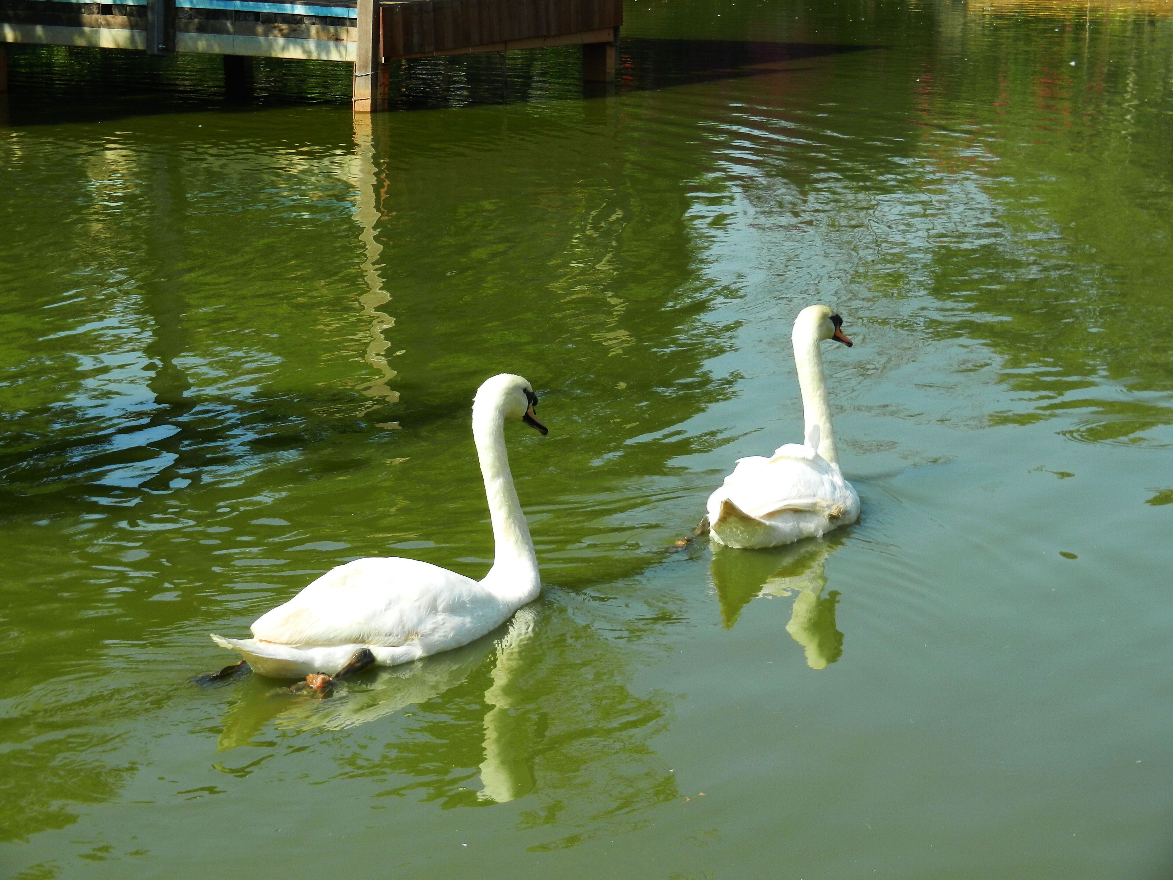 Swans in Pegasus Ranch 天馬牧場天鵝