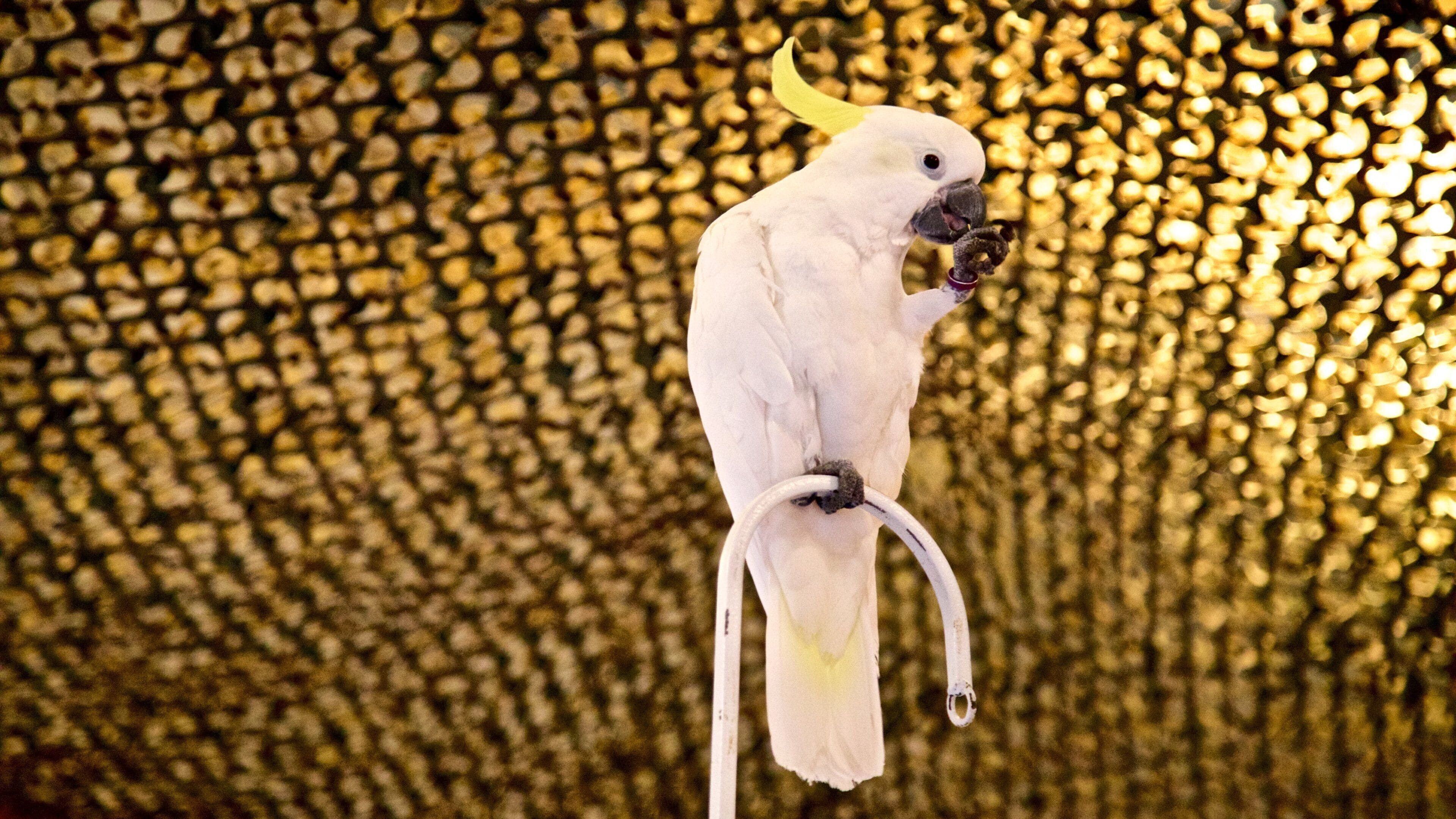 Science City at Union Station featuring bird life