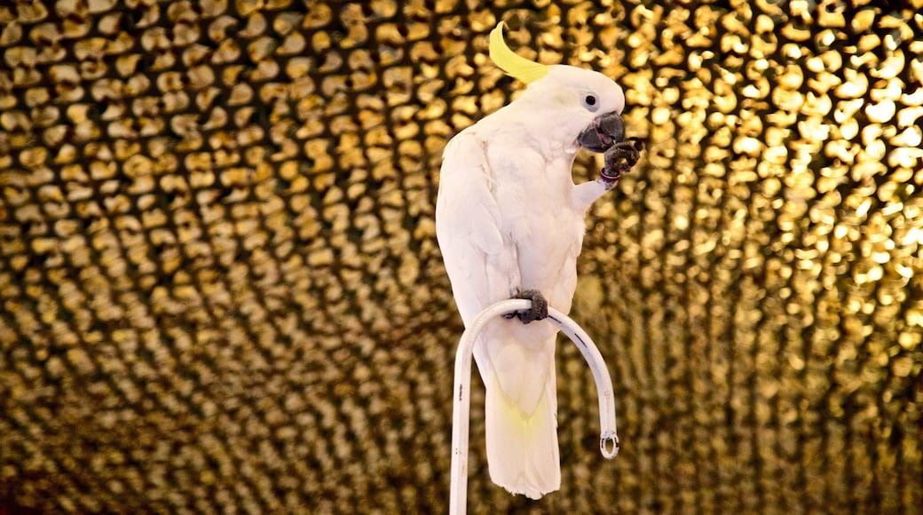 Science City at Union Station featuring bird life