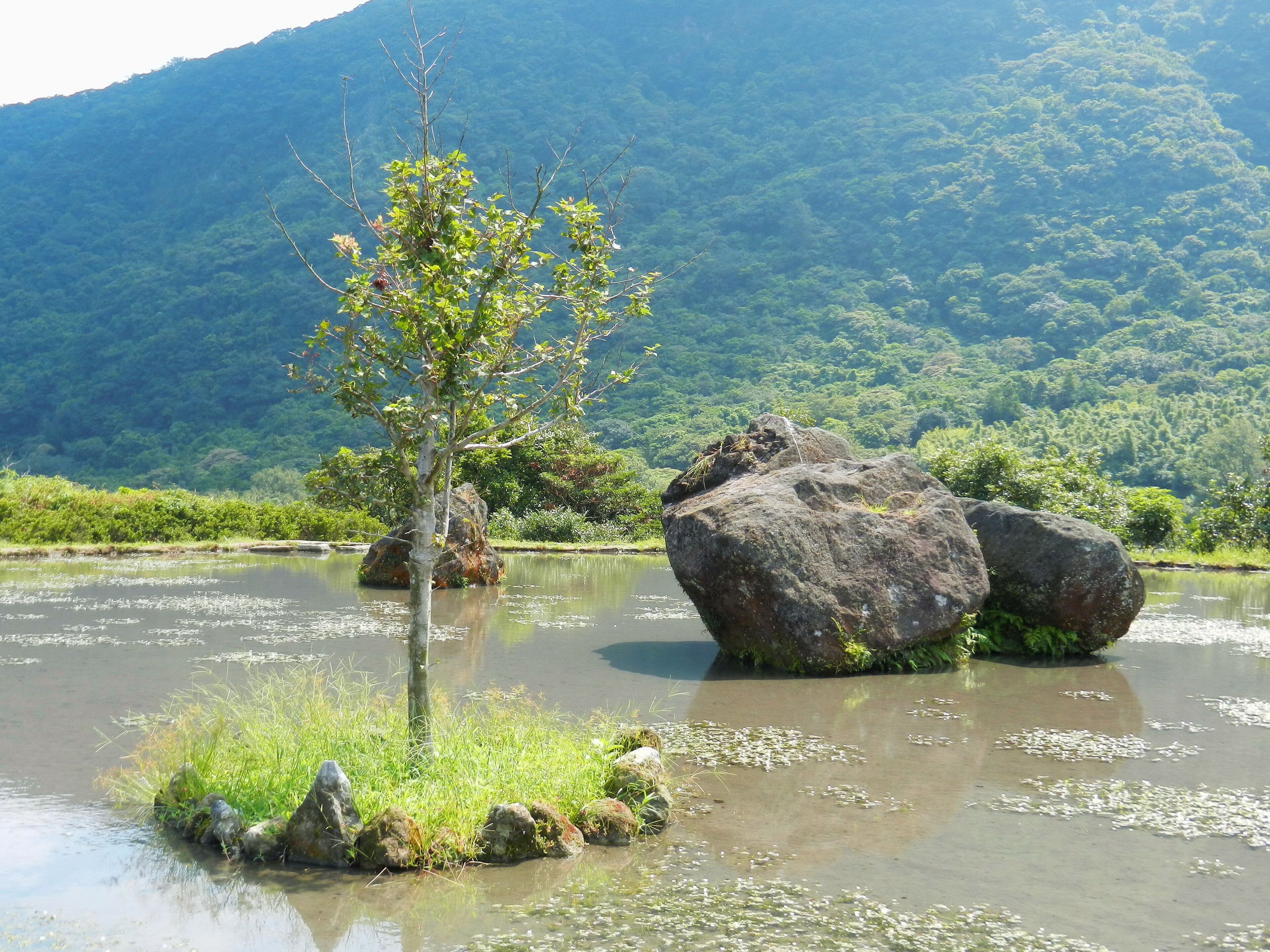 Bayan paddy field 八煙水中央