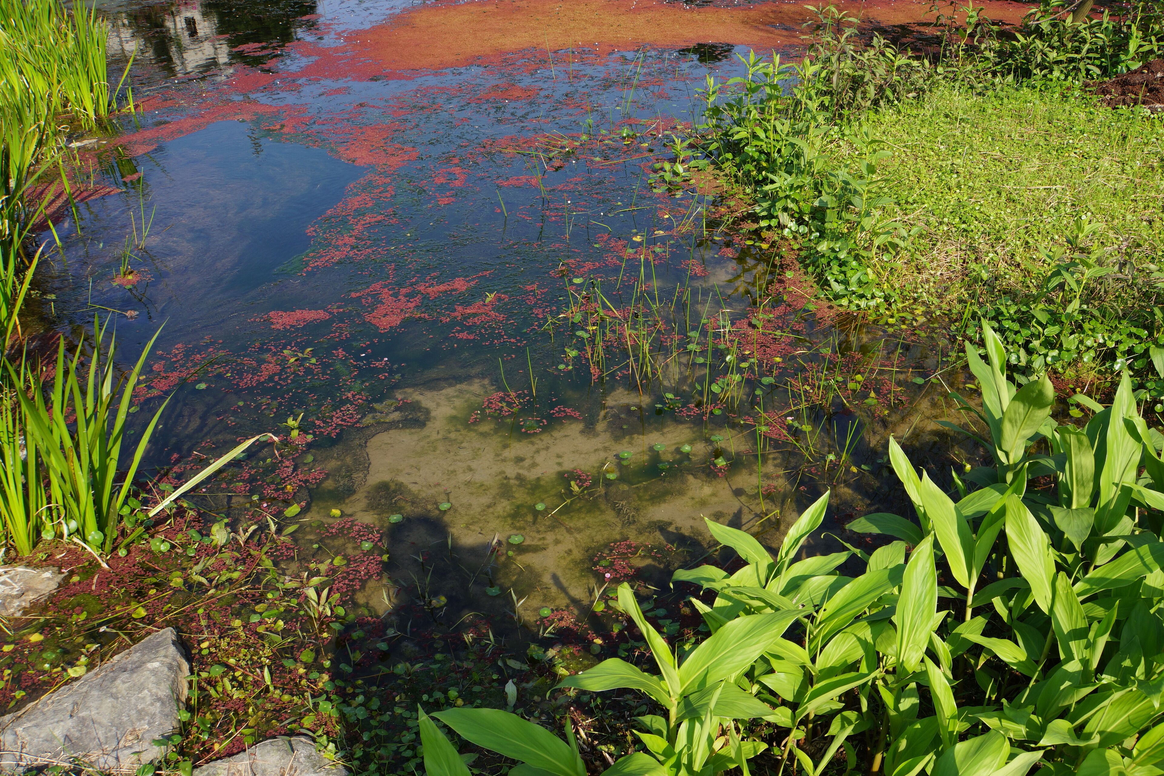 朱銘美術館生態池 Ecological Pond in Juming Museum