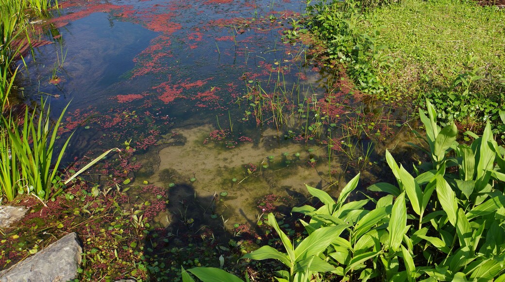 朱銘美術館生態池 Ecological Pond in Juming Museum