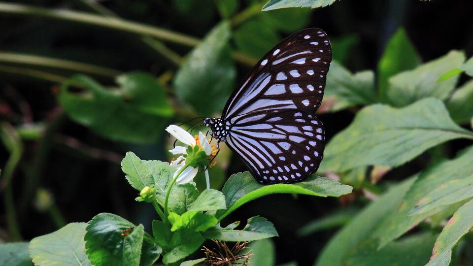 Una mariposa sobre una flor blanca rodeada de follaje verde.