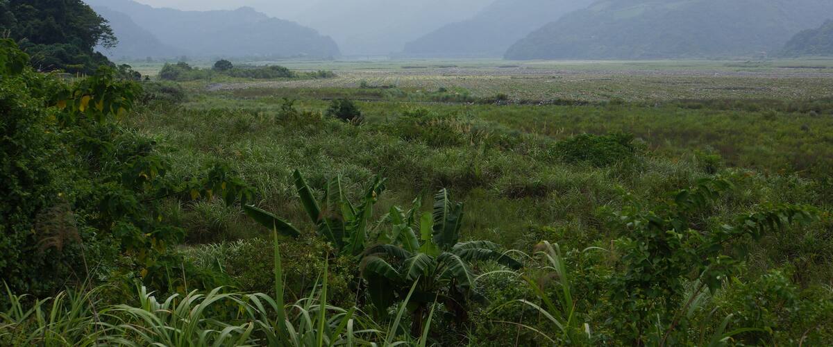 A misty valley with lush greenery and distant mountains.