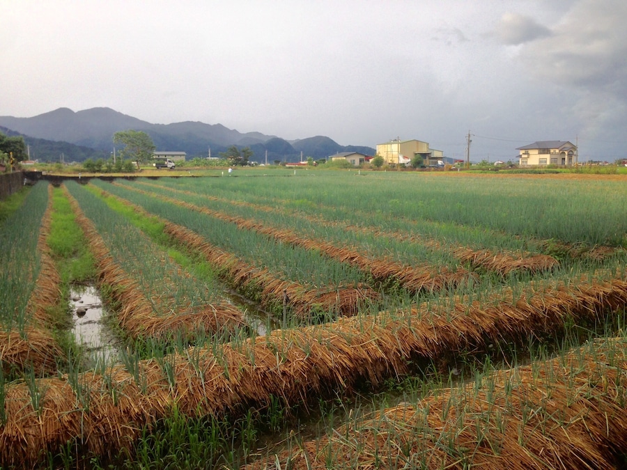 A rice paddy field with water channels, surrounded by mountains and houses.