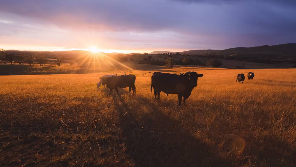 A sunset over a field with cows grazing.