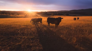 Australian black lowline cows (Bos primigenius) against a colourful, dramatic sunset or sunrise sky in rural countryside landscape near Rydal in the Blue Mountains National Park in NSW, Australia.