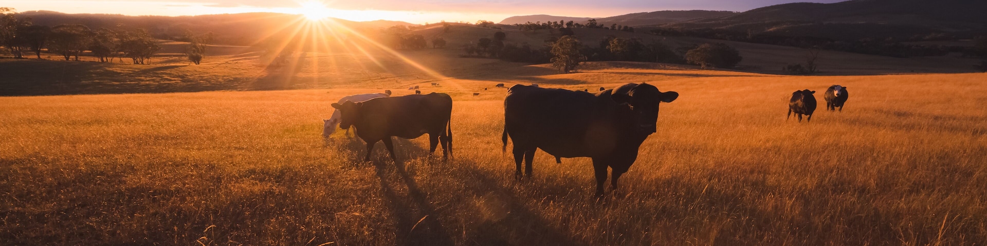 Australian black lowline cows (Bos primigenius) against a colourful, dramatic sunset or sunrise sky in rural countryside landscape near Rydal in the Blue Mountains National Park in NSW, Australia.