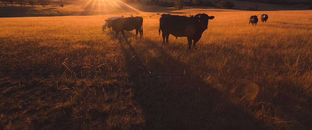 A sunset over a field with cows grazing.