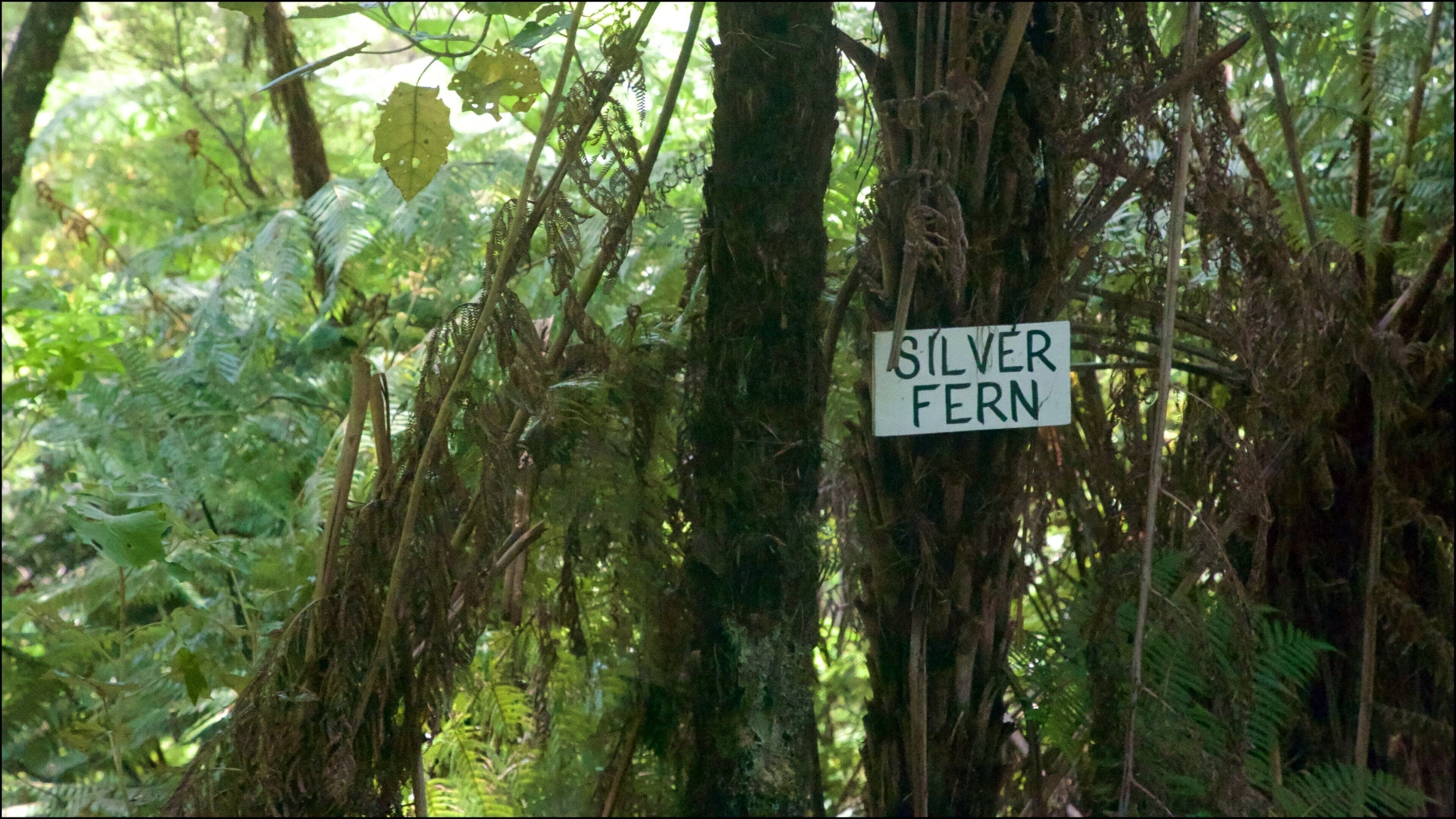 <h2>Top-rated places to stay near the beach in Coromandel</h2>