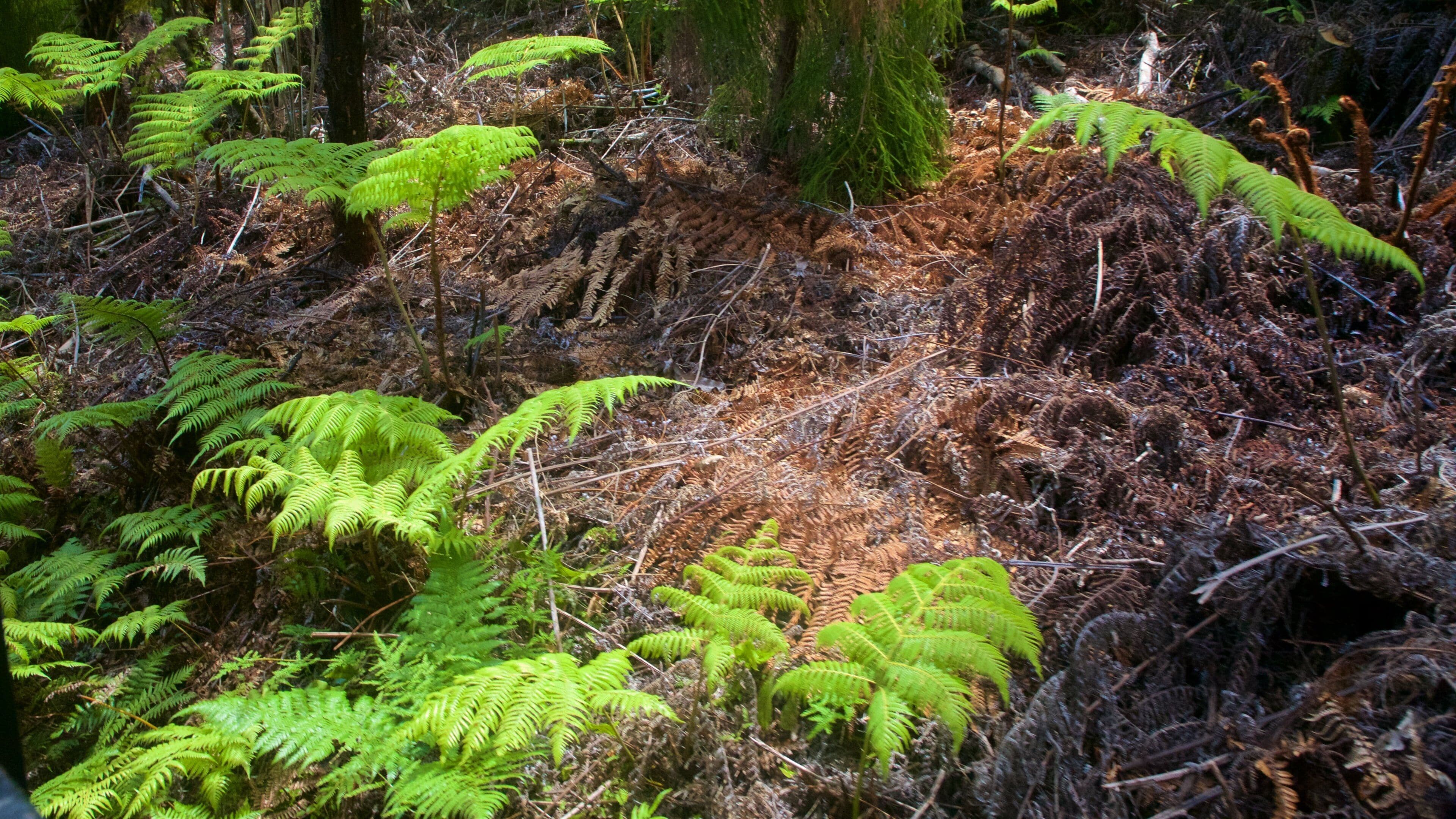 Driving Creek Railway which includes forests