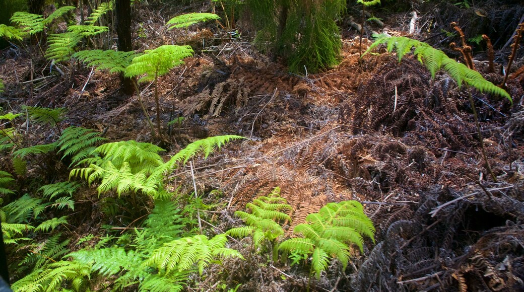 Driving Creek Railway which includes forests