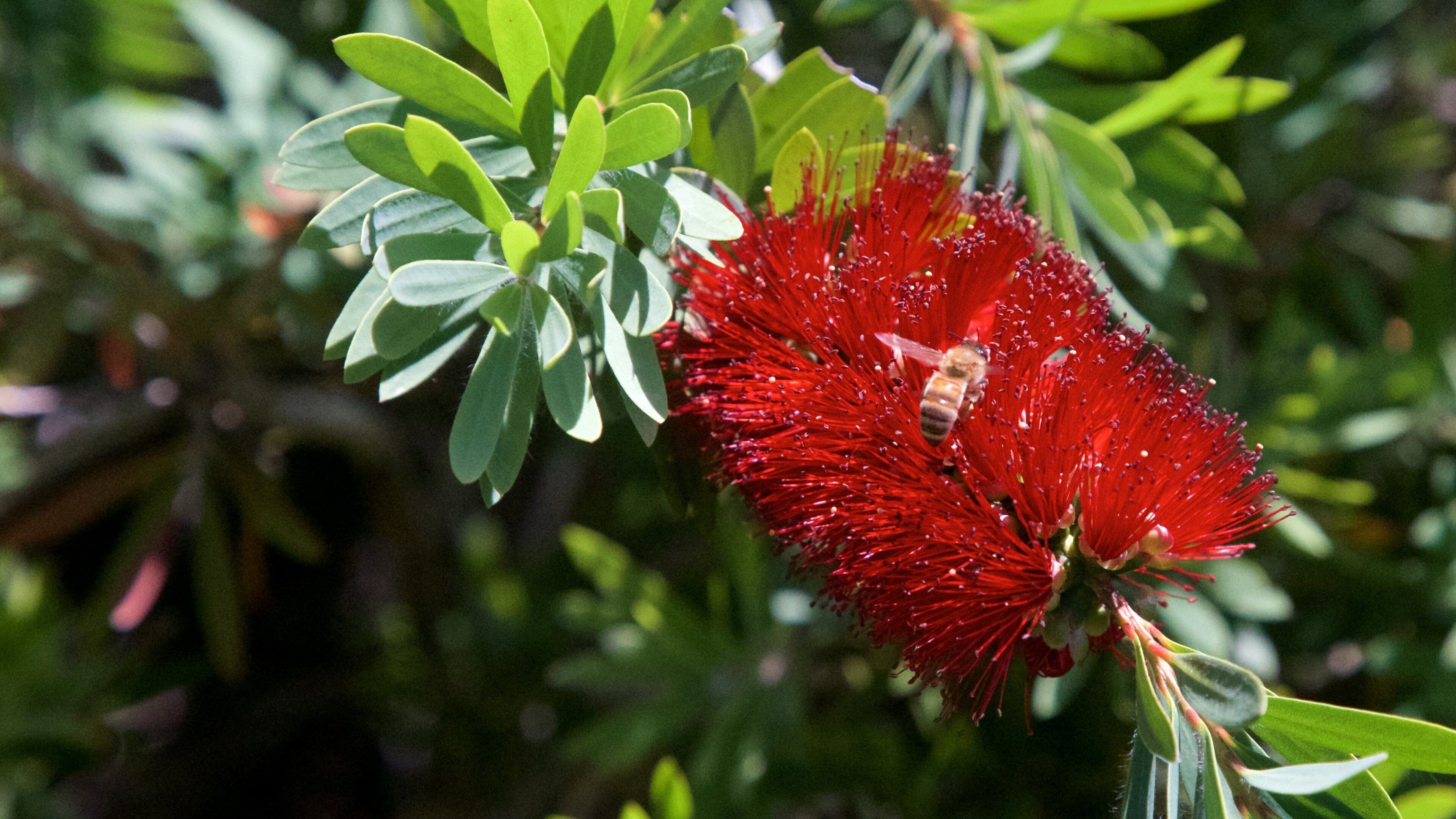 Driving Creek Railway showing wild flowers and animals