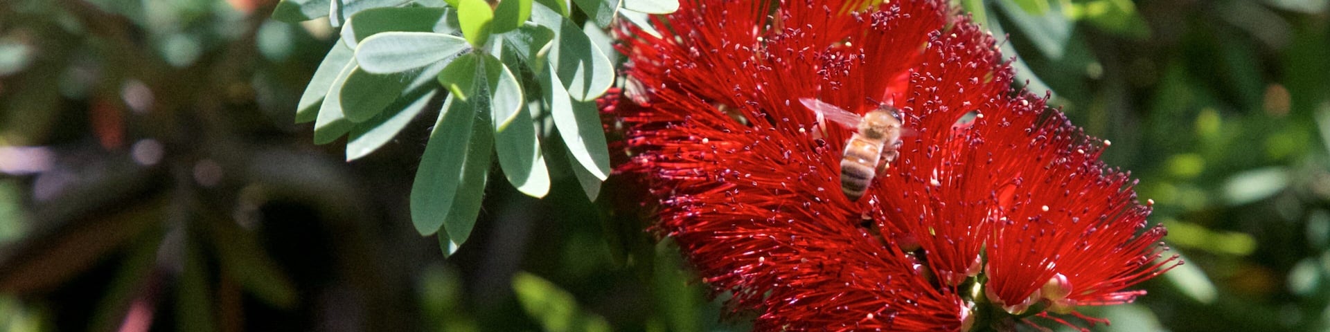 Driving Creek Railway featuring wildflowers and animals