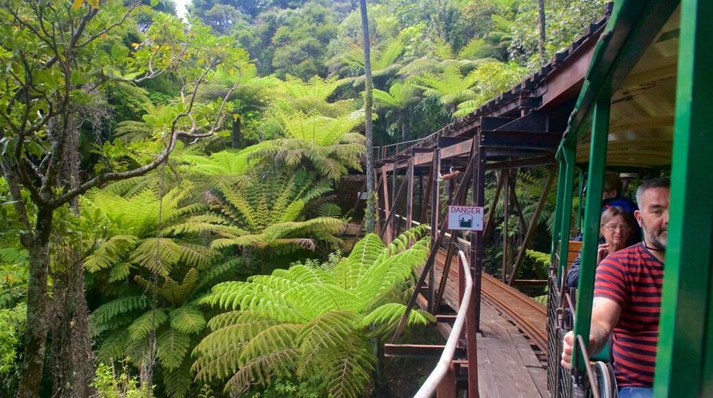 Driving Creek Railway showing forests and railway items as well as a small group of people
