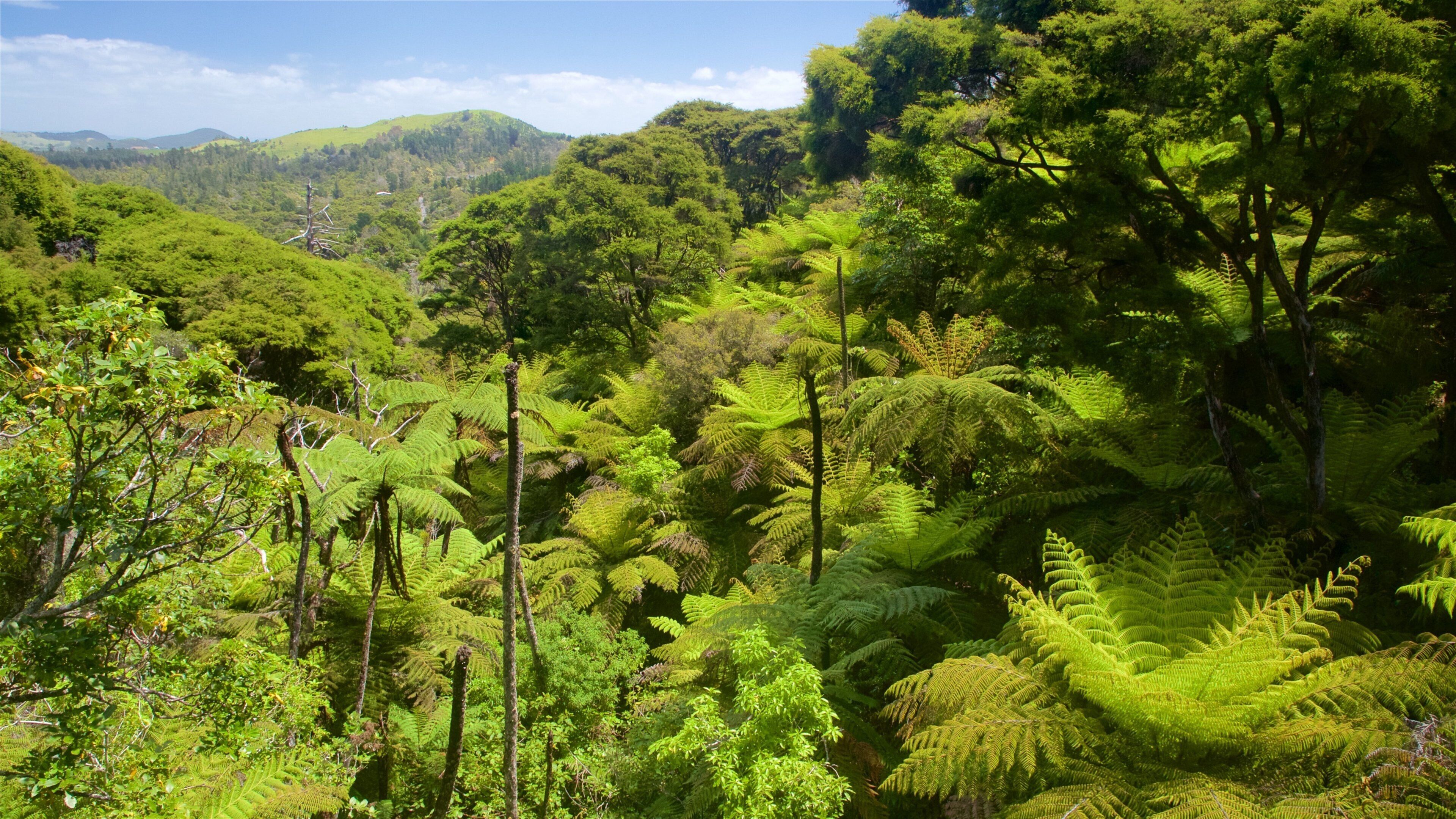 Driving Creek Railway which includes tranquil scenes and forest scenes