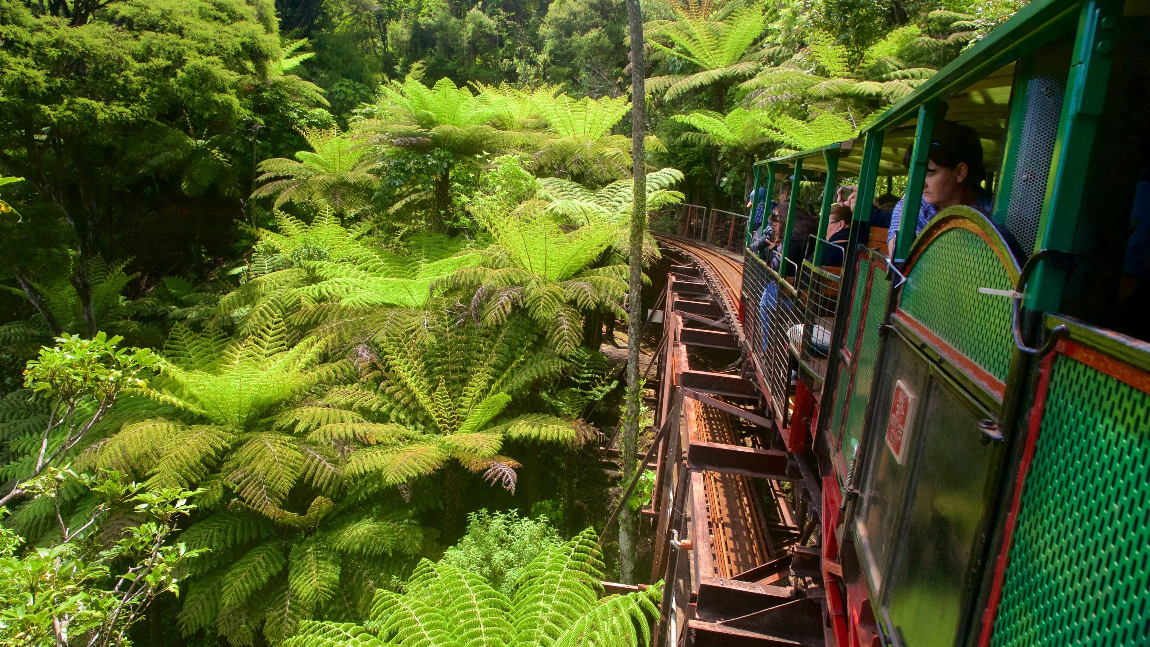 Ferrocarril Driving Creek Railway que incluye bosques y elementos ferroviarios