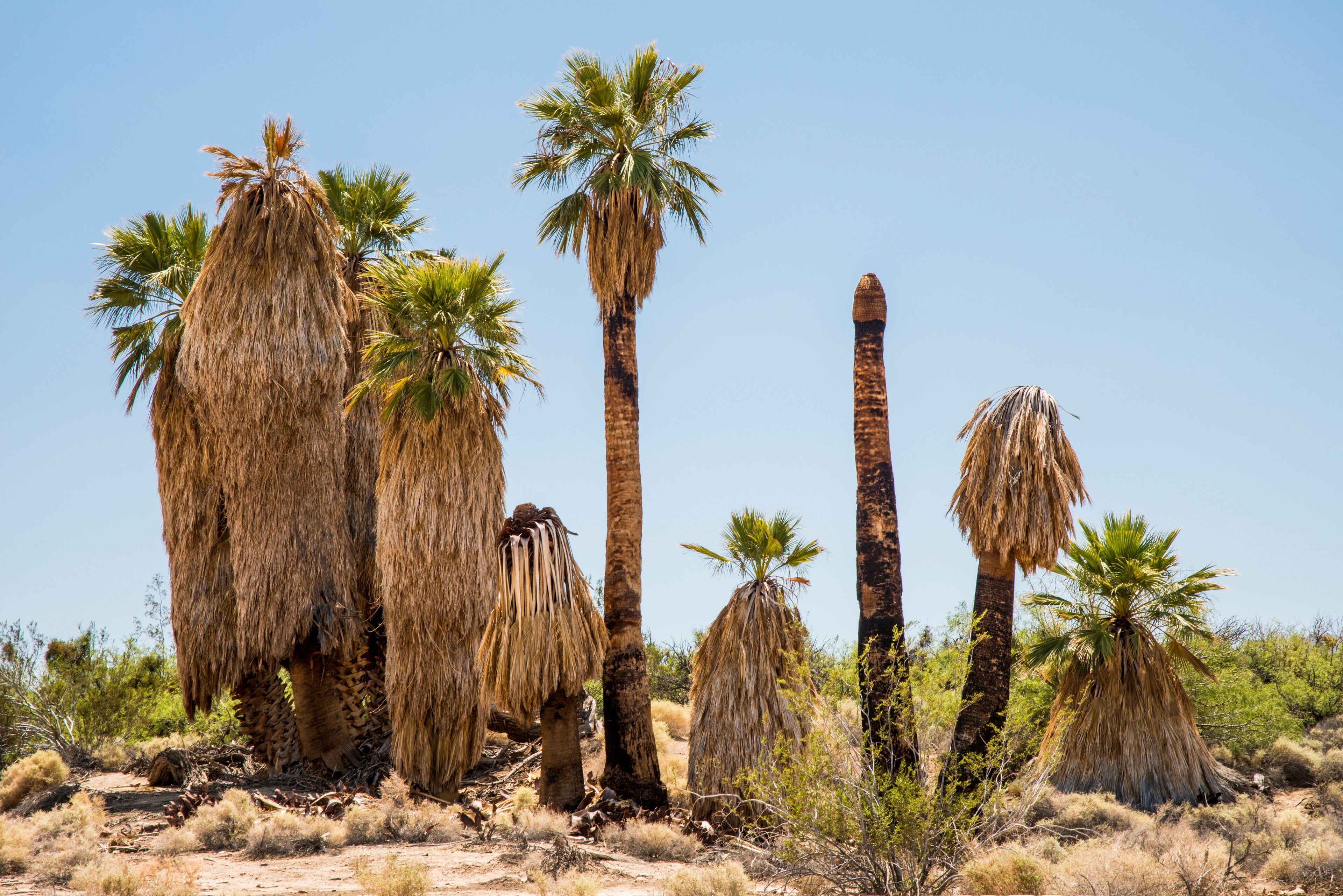 USA, Southern California, Drought Spotlight number 3, Rte 66 Expedition, Twenty-nine Palms Oasis near Joshua Tree National Park Oasis Visitor Center