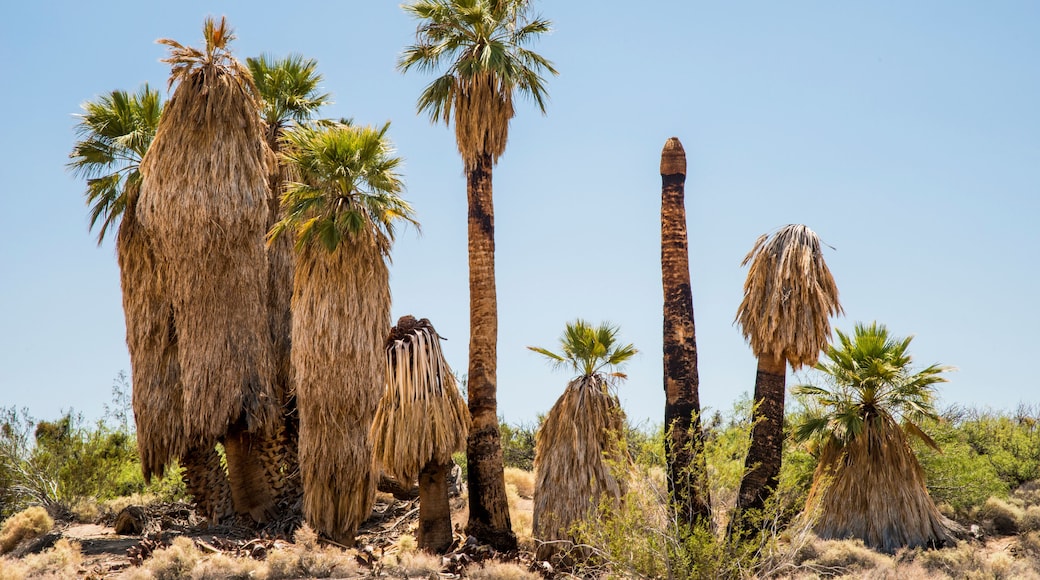 USA, Southern California, Drought Spotlight number 3, Rte 66 Expedition, Twenty-nine Palms Oasis near Joshua Tree National Park Oasis Visitor Center