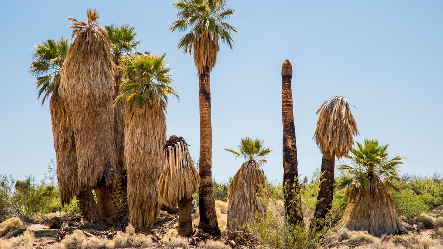 Pusat Pelawat Oasis Taman Negara Pokok Joshua Tree