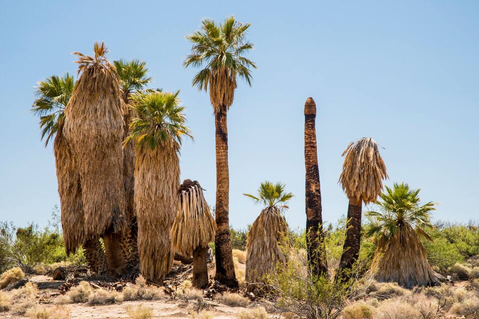Woestijnlandschap met hoge palmbomen en droge struiken.