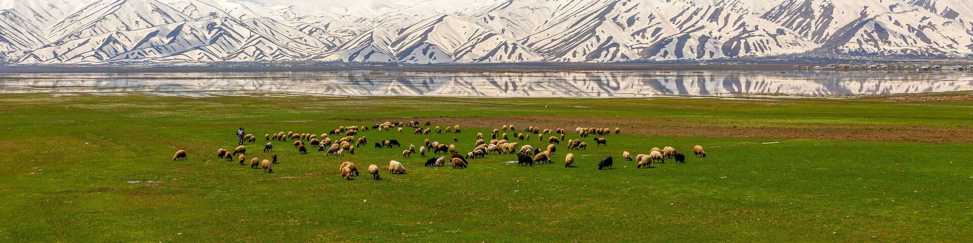 snowy mountains and reflection, sheep grazing in the foreground