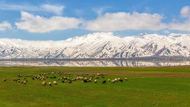 A flock of sheep grazing in a field with snow-capped mountains in the background.