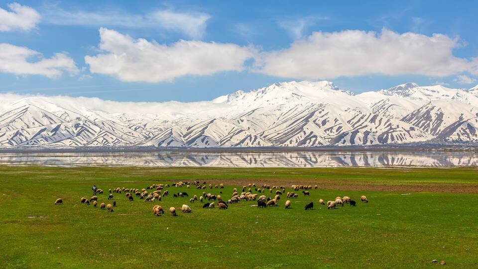 snowy mountains and reflection, sheep grazing in the foreground