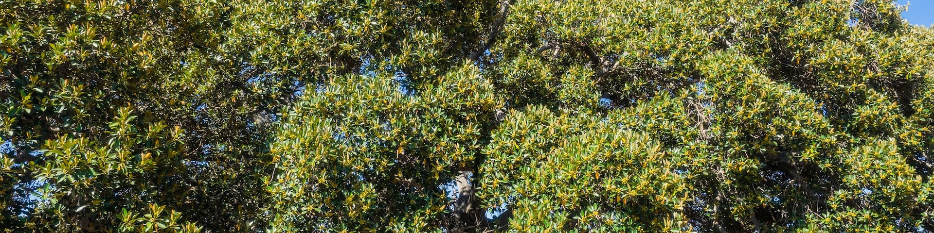 Santa Barbara's Moreton Bay Fig Tree
