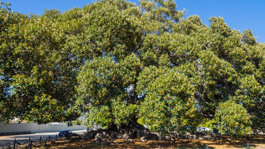 Santa Barbara's Moreton Bay Fig Tree