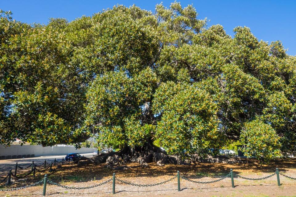 Uma árvore grande com folhagem densa em um parque.