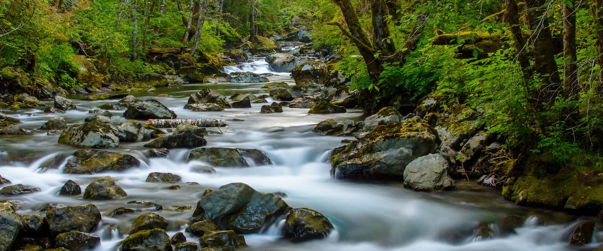 A flowing river with rocks and lush greenery.
