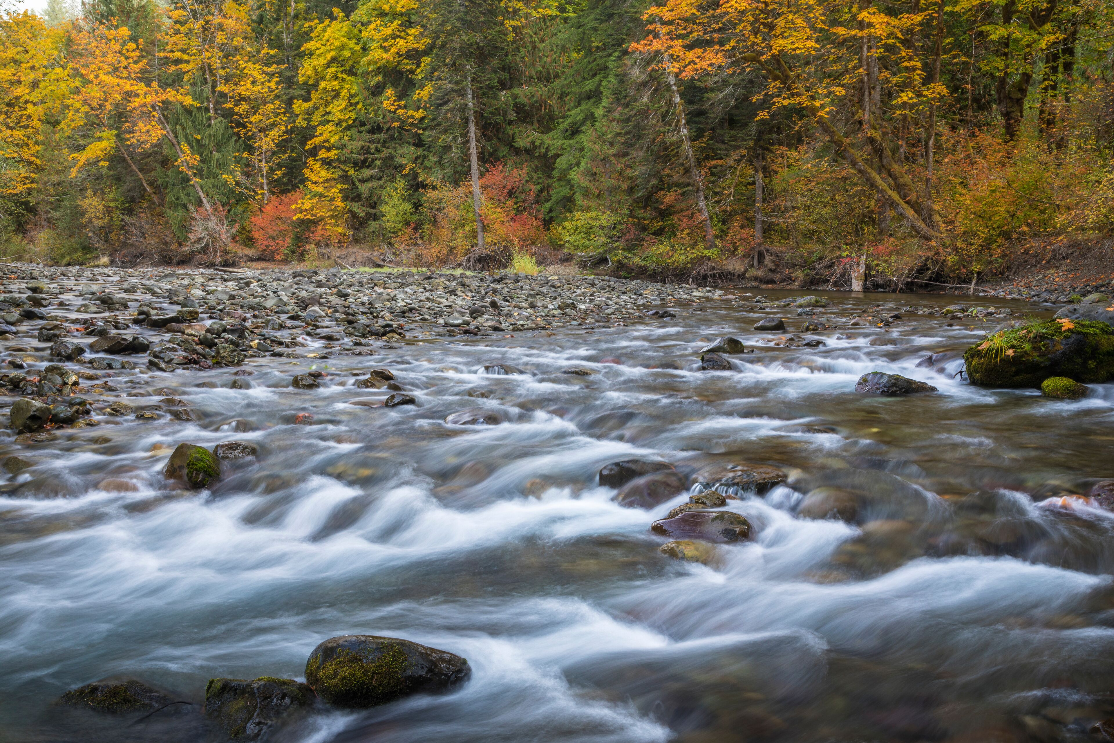 USA, Washington State, Olympic National Forest. Fall forest colors and Hamma Hamma River. Credit as: Don Paulson / Jaynes Gallery / DanitaDelimont.com